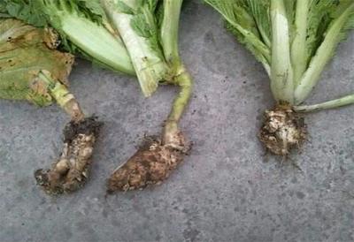 高山大白菜优质种植及生物修复制剂应用全攻略